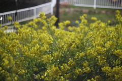 西郷川河口公園