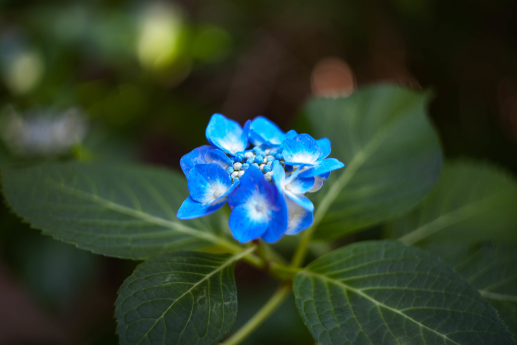 住吉神社の紫陽花