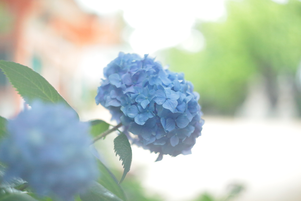 住吉神社の紫陽花