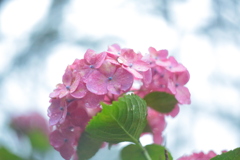 住吉神社の紫陽花