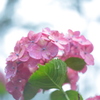 住吉神社の紫陽花