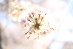 近所の桜