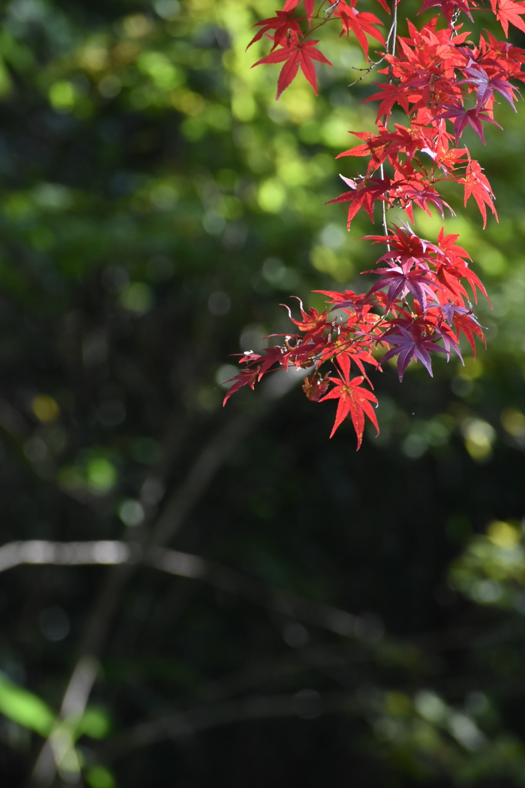 犬山寂光院の紅葉