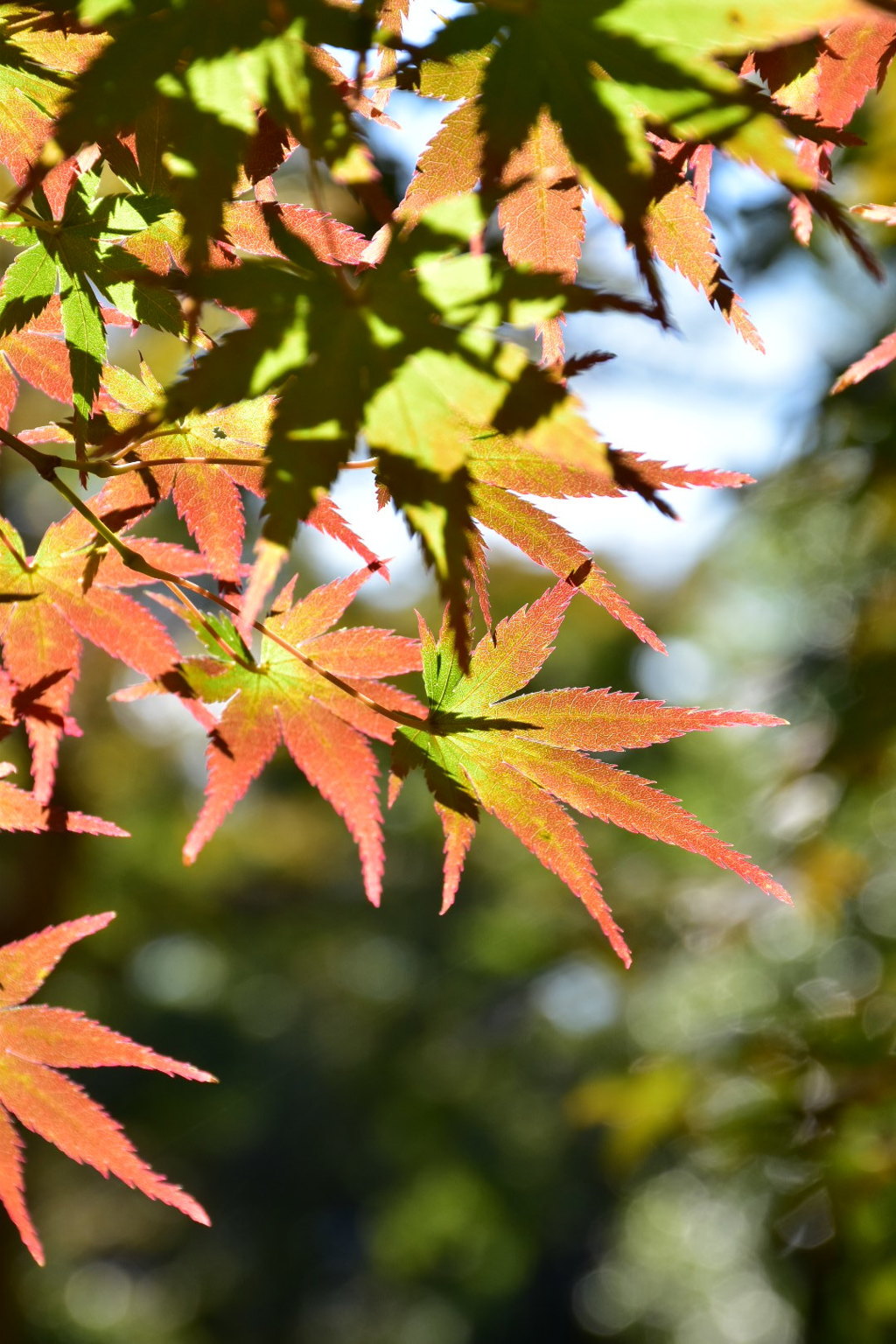 緑色から紅色へ