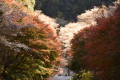 四季桜と紅葉の共演