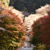 四季桜と紅葉の共演