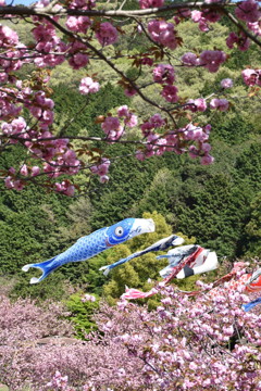 八重桜の中を泳ぐ鯉のぼり