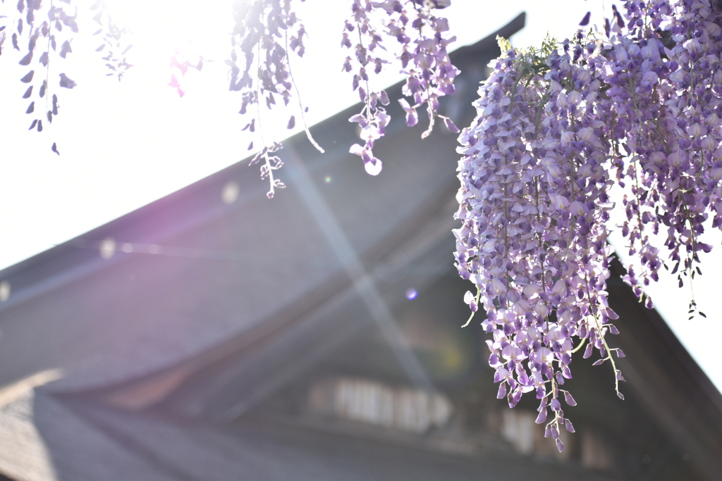 曼陀羅寺