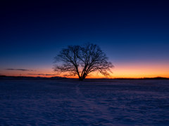 初冬 ハルニレの朝