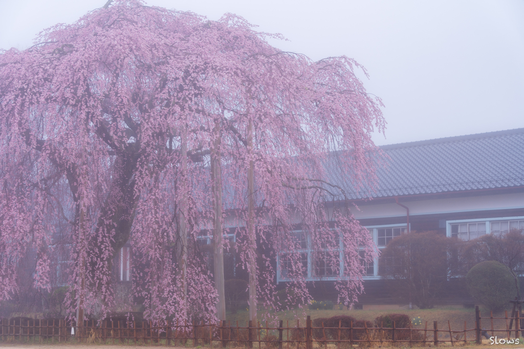 南信州桜前線5 旧校舎と枝垂れ桜