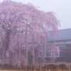 南信州桜前線5 旧校舎と枝垂れ桜