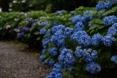 紫陽花小道