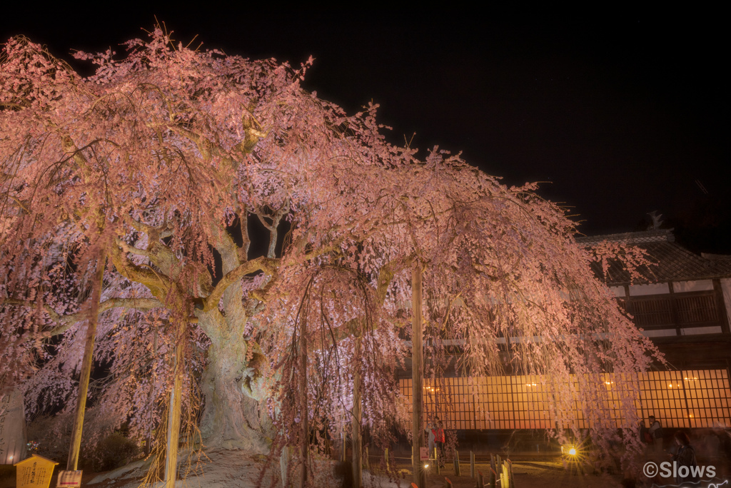 舞台桜が咲いたのだの巻3