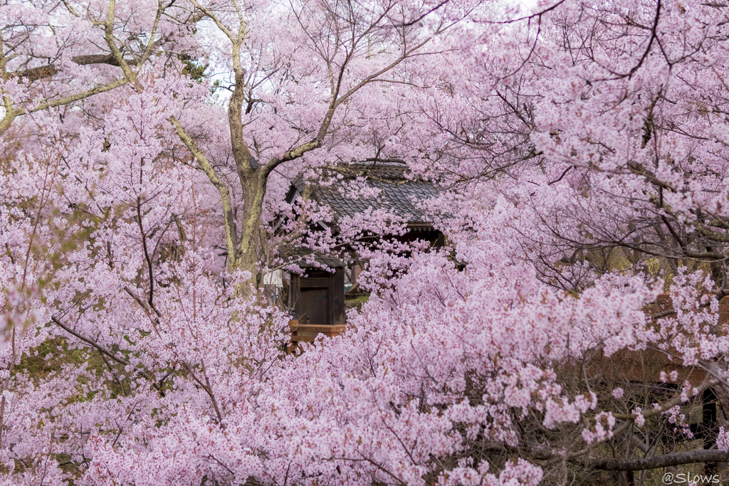 南信州桜探訪 高遠さくら路