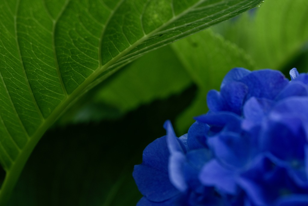 紫陽花の傘