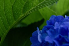 紫陽花の傘