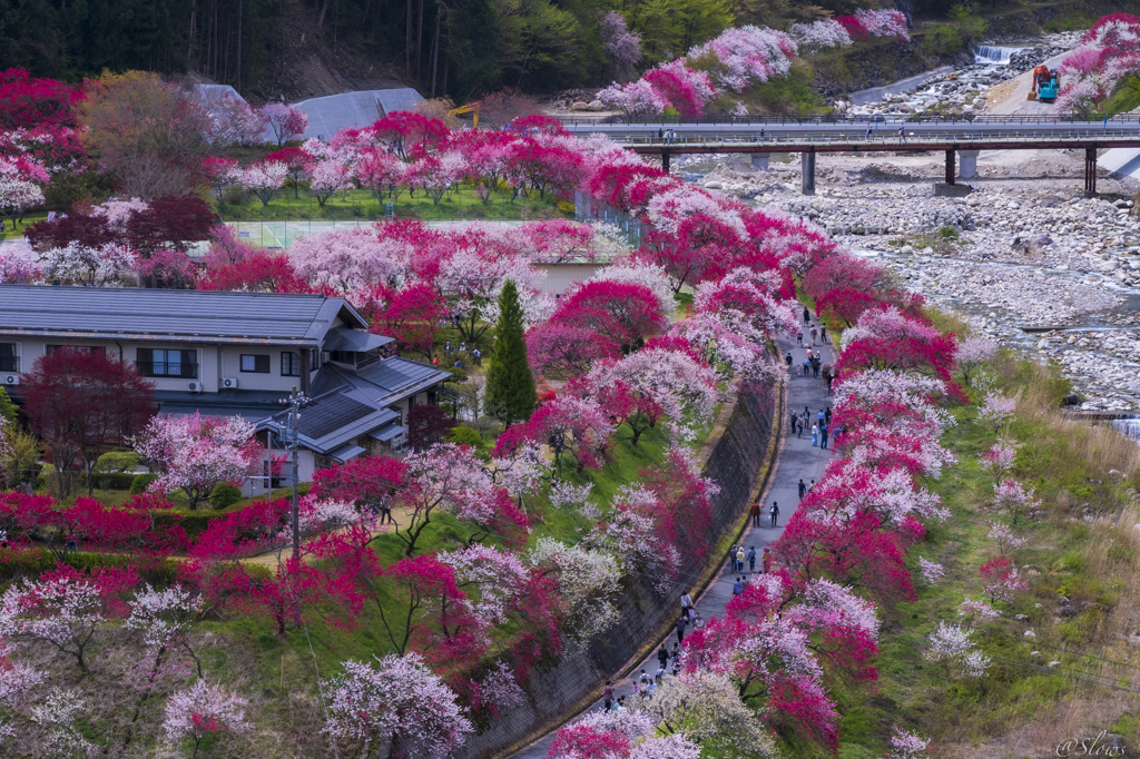 花桃の里