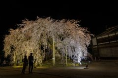 南信州桜探訪 麻績の舞台桜2