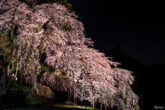 信州桜前線1 その1