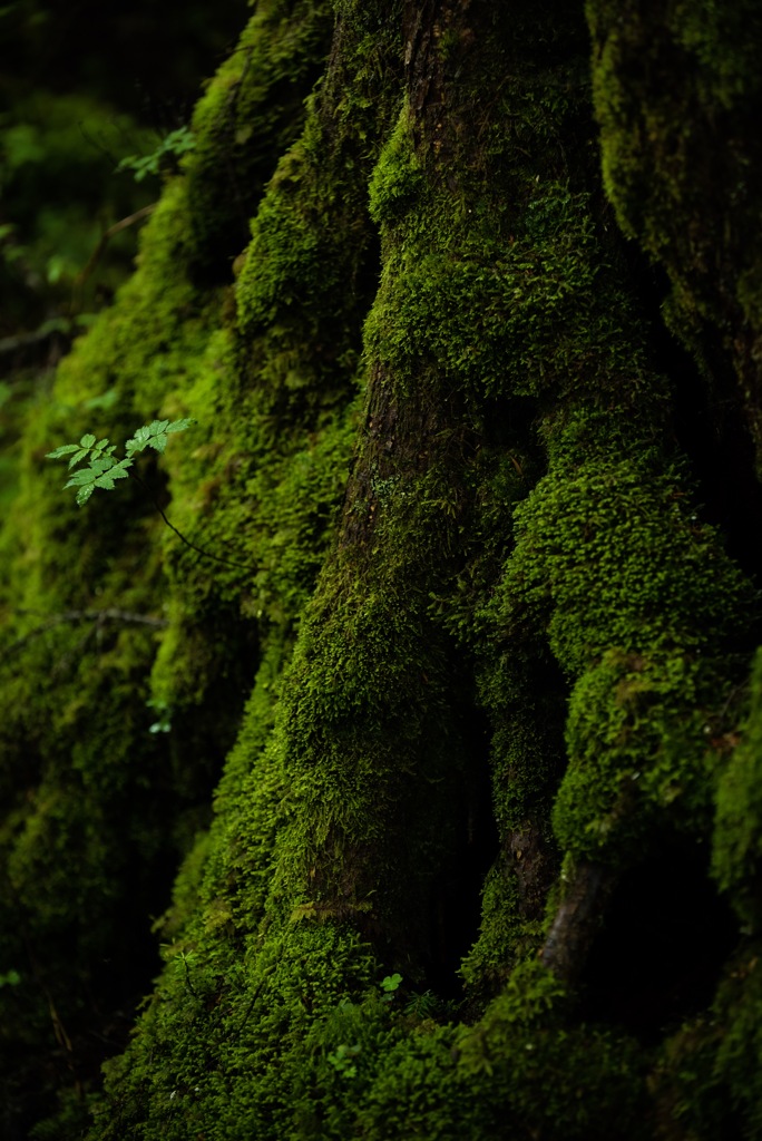 Greeeen days2 