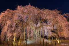 舞台桜が咲いたのだの巻2