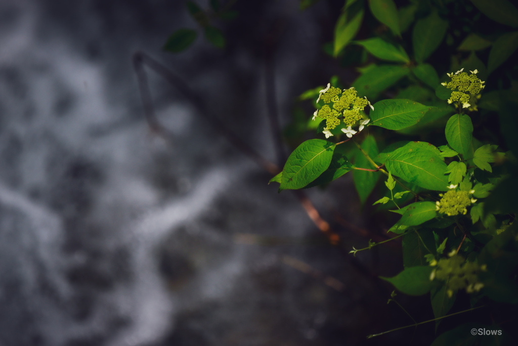 渓流の脇に佇む花