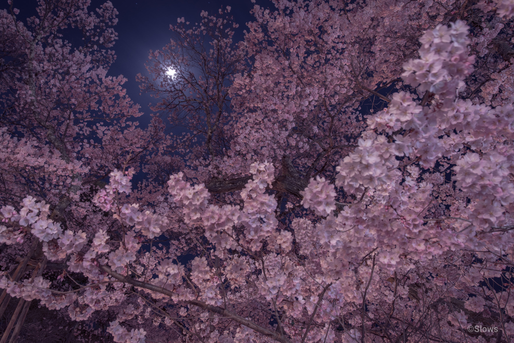 月光桜