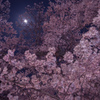月光桜