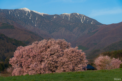 伊那谷桜道中　朝を迎える