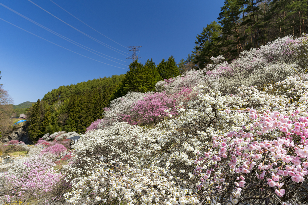 花桃の里 春爛漫