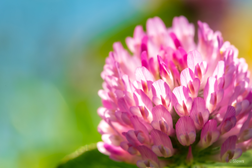 野の花