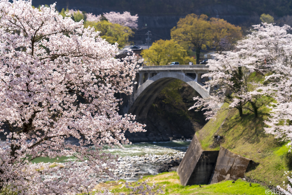 南信州桜探訪  中川の春