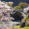南信州桜探訪  中川の春