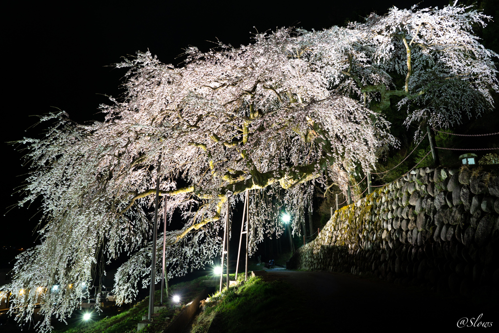 夜桜満喫