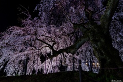 南信州桜探訪 くよとの枝垂れ桜2