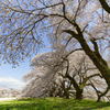 南信州桜探訪 日本一の学校桜2