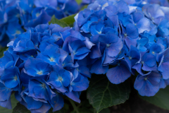 紫陽花