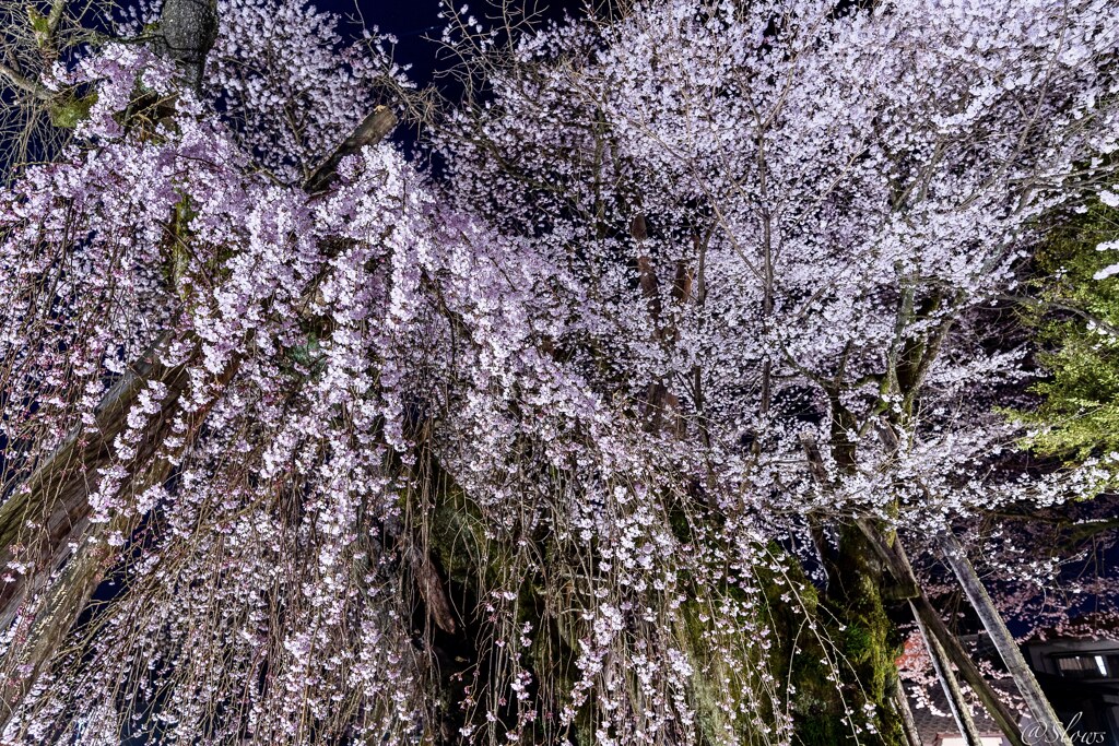 南信州桜探訪  桜丸の夫婦桜 その1