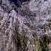 南信州桜探訪  桜丸の夫婦桜 その1