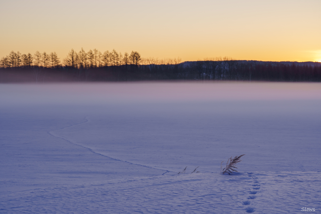 真冬の終焉 本気十勝 day2 雪原の来訪者