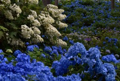 紫陽花寺にて そのい3