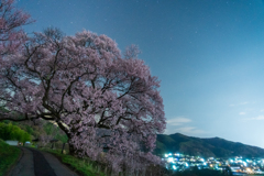 伊那谷桜道中 夜桜