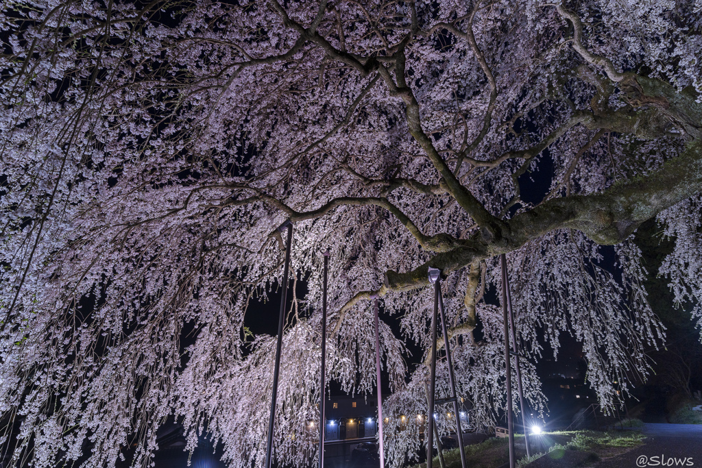 南信州桜探訪 くよとの枝垂れ桜3