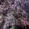 南信州桜前線3 石塚桜 その2