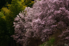 南信州桜前線9 通りがかりの土手の桜