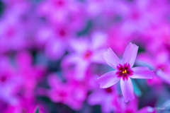 桜芝