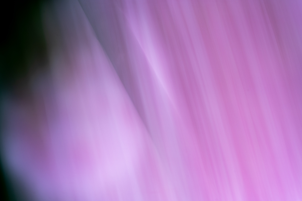 芍薬らぷそでぃ　その１