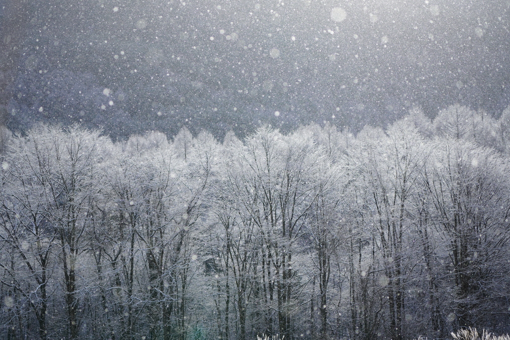 粉雪