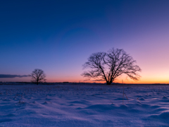 初冬 ハルニレの木