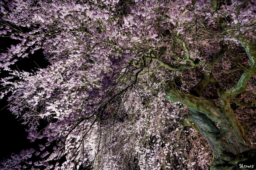 南信州桜前線3 石塚桜 その1